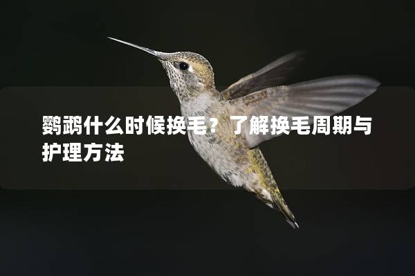 鹦鹉什么时候换毛？了解换毛周期与护理方法