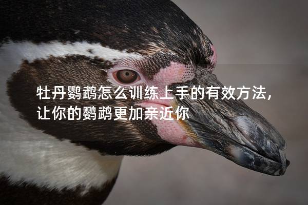 牡丹鹦鹉怎么训练上手的有效方法,让你的鹦鹉更加亲近你