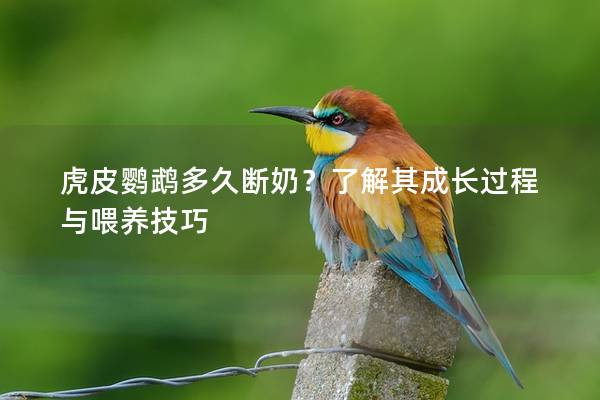 虎皮鹦鹉多久断奶？了解其成长过程与喂养技巧