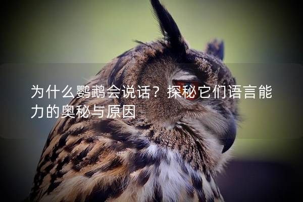 为什么鹦鹉会说话？探秘它们语言能力的奥秘与原因