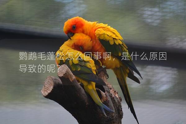 鹦鹉毛蓬松怎么回事啊，是什么原因导致的呢？