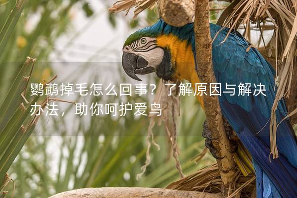 鹦鹉掉毛怎么回事？了解原因与解决办法，助你呵护爱鸟