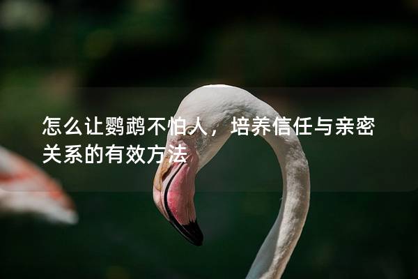 怎么让鹦鹉不怕人，培养信任与亲密关系的有效方法
