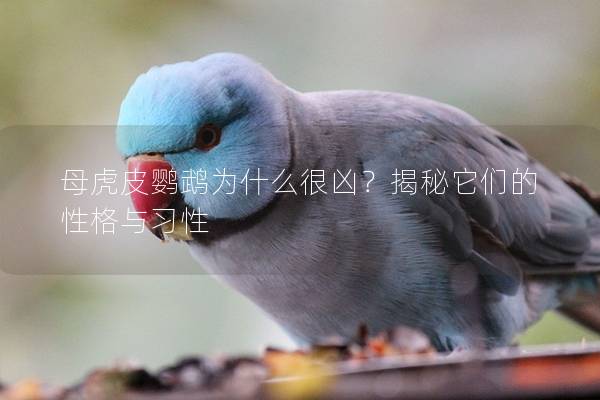 母虎皮鹦鹉为什么很凶？揭秘它们的性格与习性