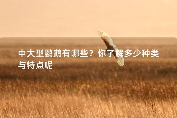 中大型鹦鹉有哪些？你了解多少种类与特点呢