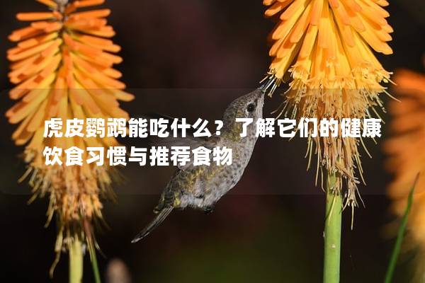 虎皮鹦鹉能吃什么？了解它们的健康饮食习惯与推荐食物