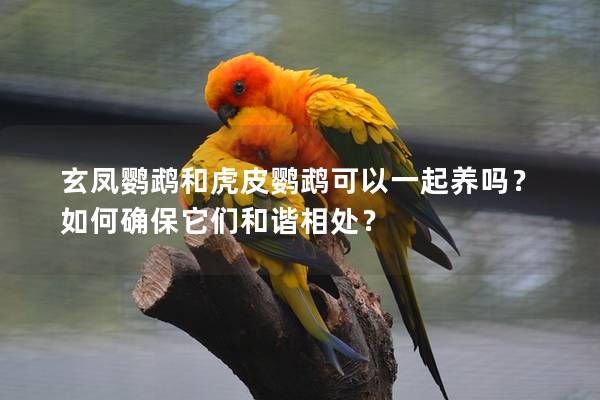 玄凤鹦鹉和虎皮鹦鹉可以一起养吗？如何确保它们和谐相处？