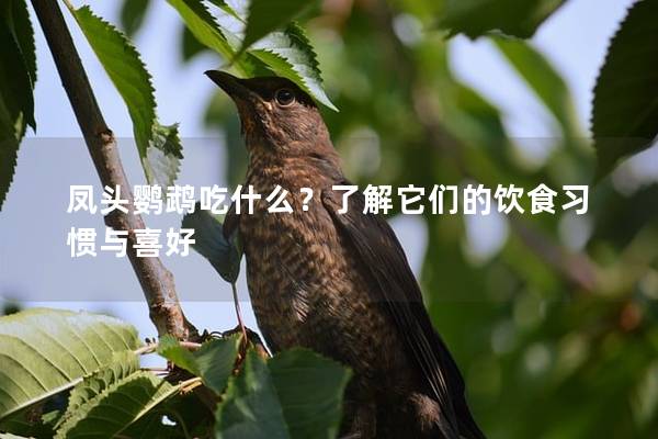 凤头鹦鹉吃什么？了解它们的饮食习惯与喜好