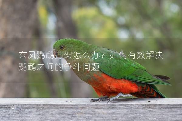 玄凤鹦鹉打架怎么办？如何有效解决鹦鹉之间的争斗问题