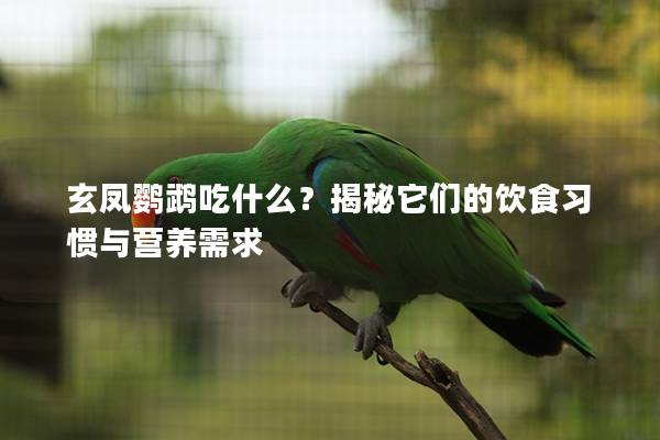 玄凤鹦鹉吃什么？揭秘它们的饮食习惯与营养需求