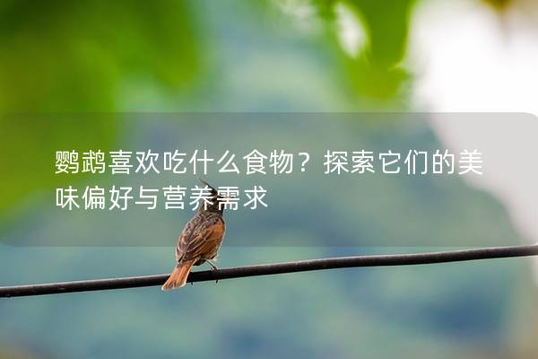 鹦鹉喜欢吃什么食物？探索它们的美味偏好与营养需求