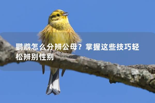 鹦鹉怎么分辨公母？掌握这些技巧轻松辨别性别