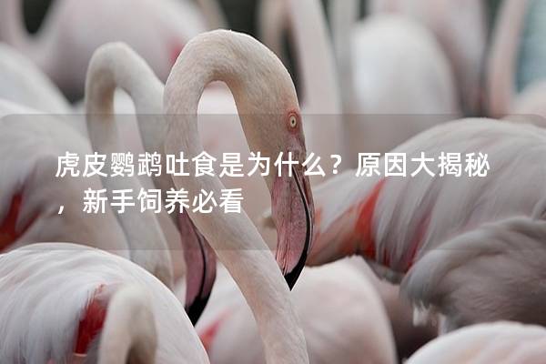 虎皮鹦鹉吐食是为什么？原因大揭秘，新手饲养必看