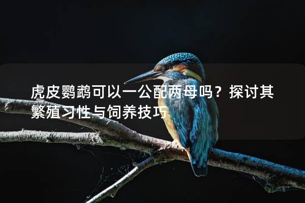 虎皮鹦鹉可以一公配两母吗？探讨其繁殖习性与饲养技巧