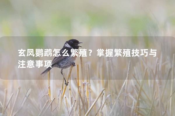 玄凤鹦鹉怎么繁殖？掌握繁殖技巧与注意事项