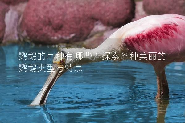 鹦鹉的品种有哪些？探索各种美丽的鹦鹉类型与特点