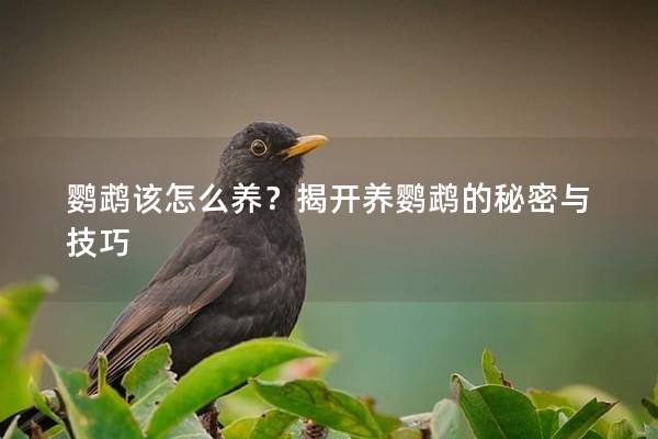 鹦鹉该怎么养？揭开养鹦鹉的秘密与技巧