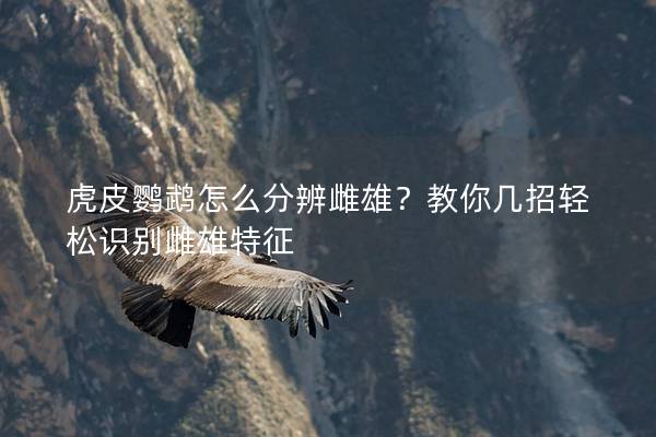 虎皮鹦鹉怎么分辨雌雄？教你几招轻松识别雌雄特征