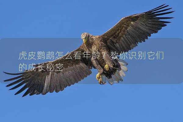 虎皮鹦鹉怎么看年龄？教你识别它们的成长秘密