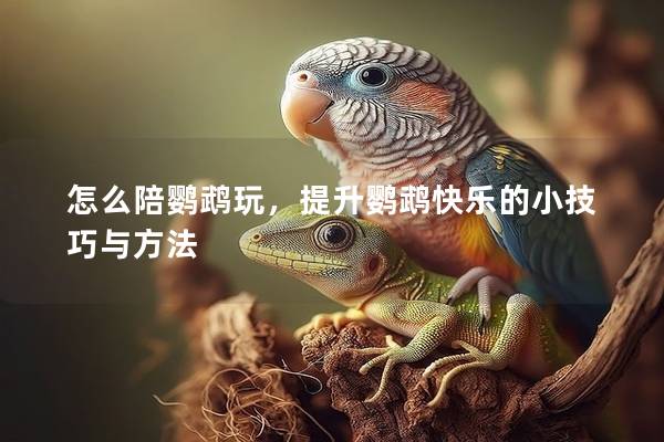 怎么陪鹦鹉玩，提升鹦鹉快乐的小技巧与方法
