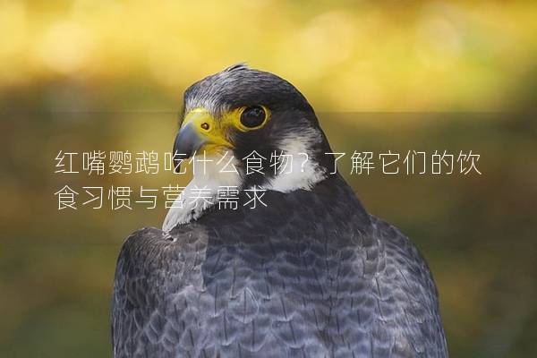 红嘴鹦鹉吃什么食物？了解它们的饮食习惯与营养需求