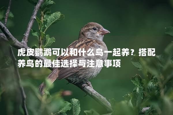 虎皮鹦鹉可以和什么鸟一起养？搭配养鸟的最佳选择与注意事项