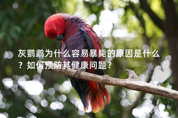 灰鹦鹉为什么容易暴毙的原因是什么？如何预防其健康问题？