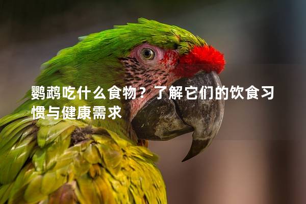 鹦鹉吃什么食物？了解它们的饮食习惯与健康需求