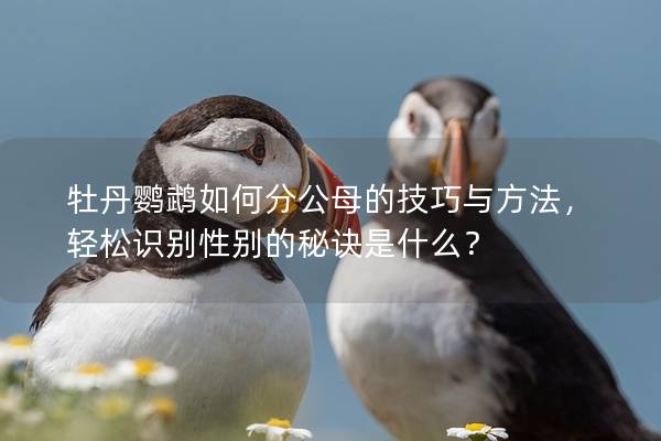 牡丹鹦鹉如何分公母的技巧与方法，轻松识别性别的秘诀是什么？