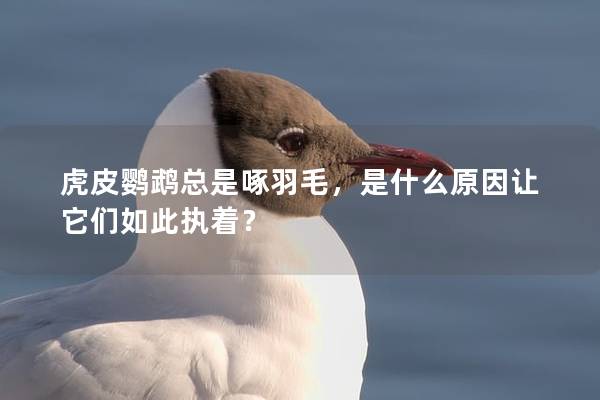 虎皮鹦鹉总是啄羽毛，是什么原因让它们如此执着？