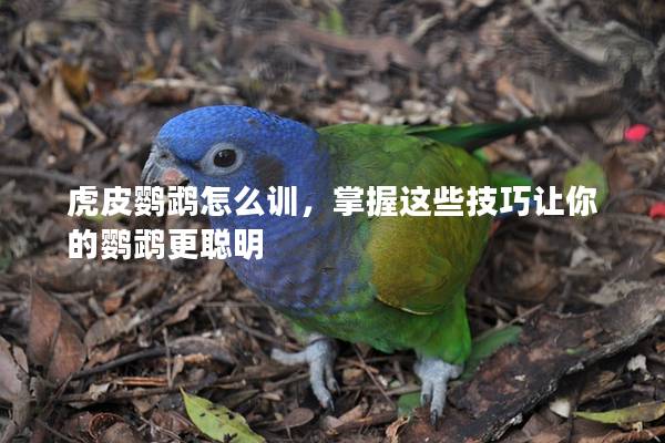 虎皮鹦鹉怎么训，掌握这些技巧让你的鹦鹉更聪明