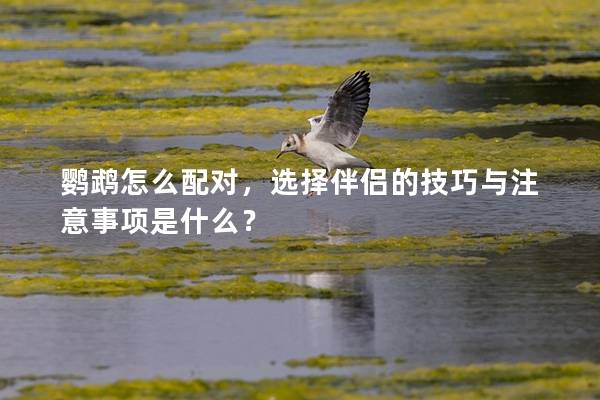 鹦鹉怎么配对，选择伴侣的技巧与注意事项是什么？