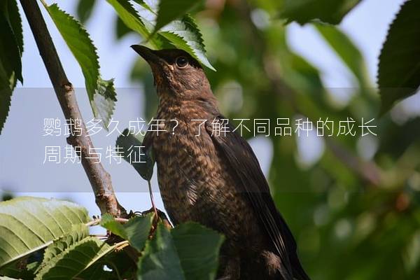 鹦鹉多久成年？了解不同品种的成长周期与特征