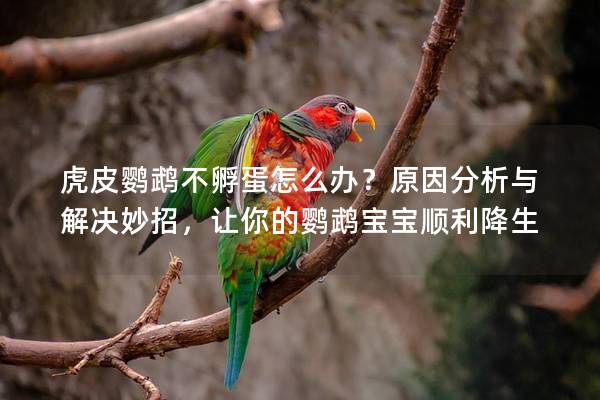 虎皮鹦鹉不孵蛋怎么办？原因分析与解决妙招，让你的鹦鹉宝宝顺利降生