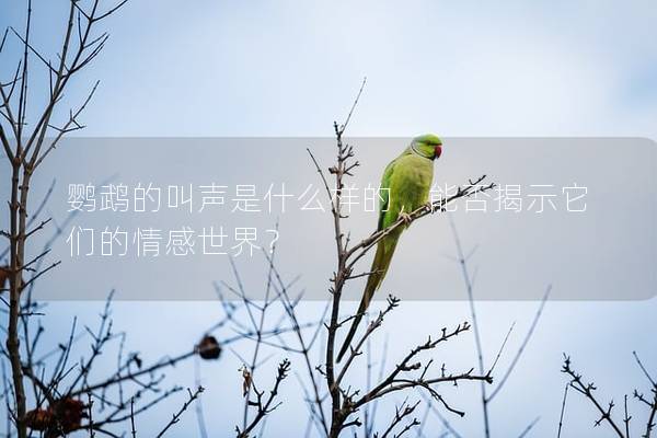 鹦鹉的叫声是什么样的，能否揭示它们的情感世界？