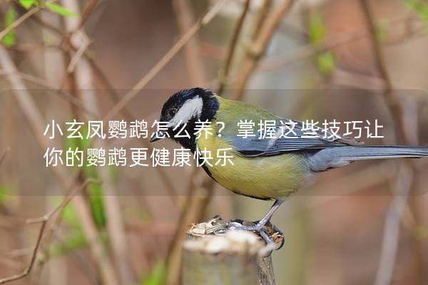 小玄凤鹦鹉怎么养？掌握这些技巧让你的鹦鹉更健康快乐