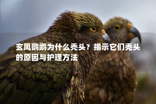 玄凤鹦鹉为什么秃头？揭示它们秃头的原因与护理方法