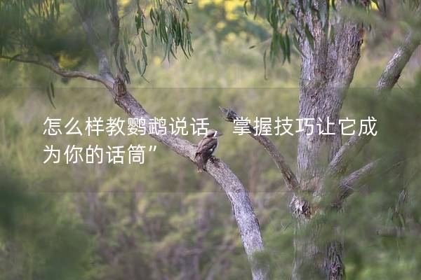 怎么样教鹦鹉说话，掌握技巧让它成为你的话筒”