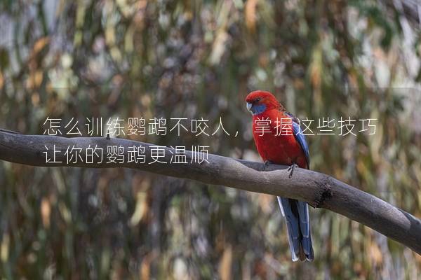 怎么训练鹦鹉不咬人，掌握这些技巧让你的鹦鹉更温顺