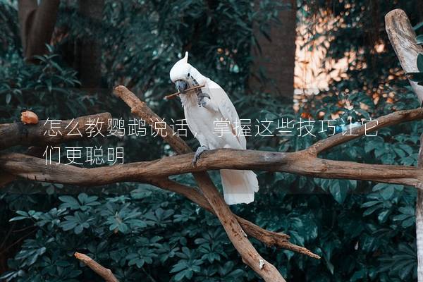 怎么教鹦鹉说话，掌握这些技巧让它们更聪明