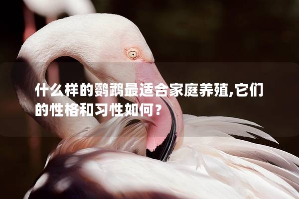 什么样的鹦鹉最适合家庭养殖,它们的性格和习性如何？