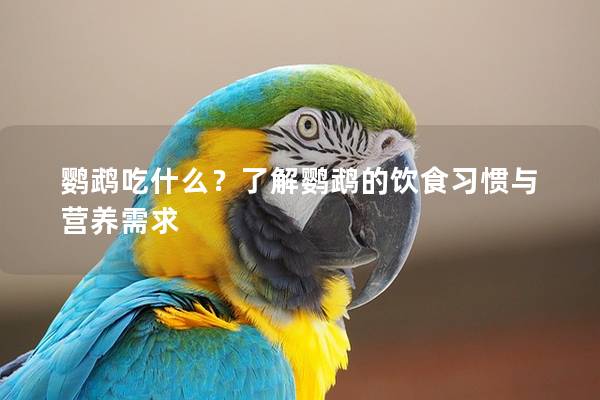 鹦鹉吃什么？了解鹦鹉的饮食习惯与营养需求