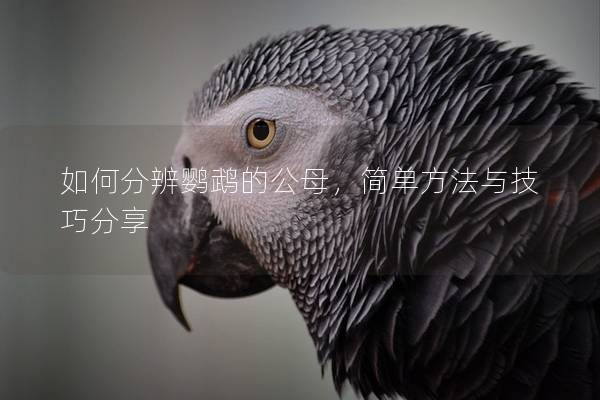 如何分辨鹦鹉的公母，简单方法与技巧分享