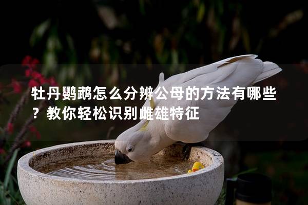 牡丹鹦鹉怎么分辨公母的方法有哪些？教你轻松识别雌雄特征