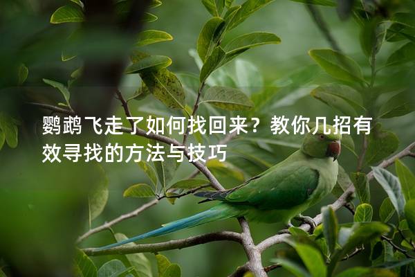 鹦鹉飞走了如何找回来？教你几招有效寻找的方法与技巧