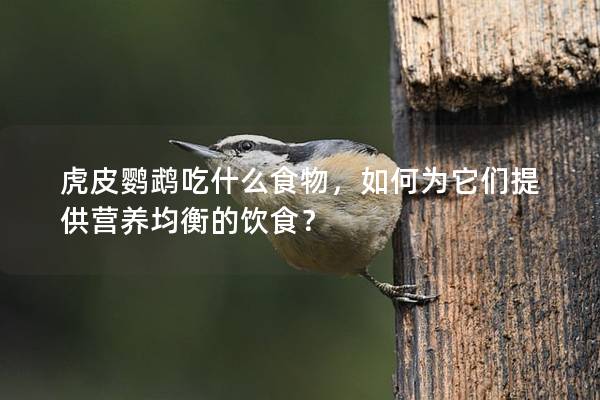 虎皮鹦鹉吃什么食物，如何为它们提供营养均衡的饮食？