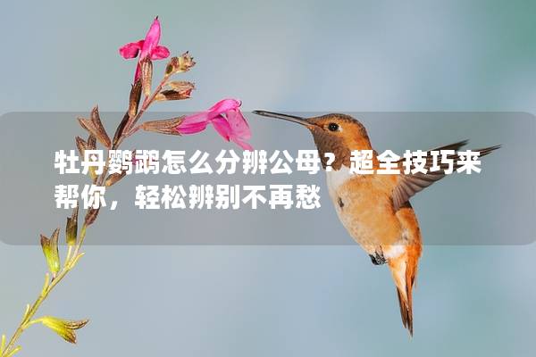 牡丹鹦鹉怎么分辨公母？超全技巧来帮你，轻松辨别不再愁