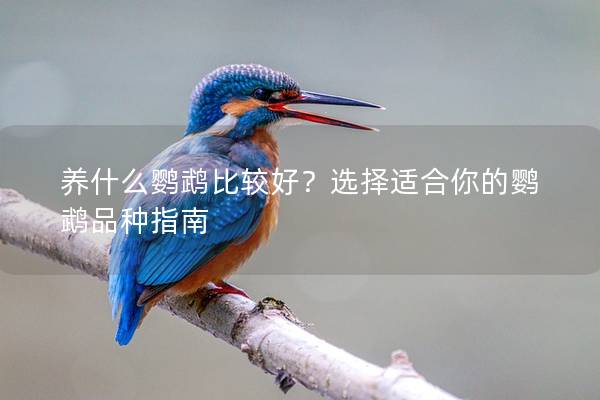 养什么鹦鹉比较好？选择适合你的鹦鹉品种指南