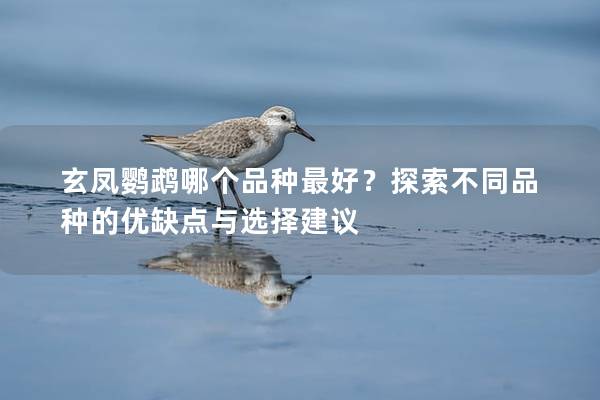 玄凤鹦鹉哪个品种最好？探索不同品种的优缺点与选择建议