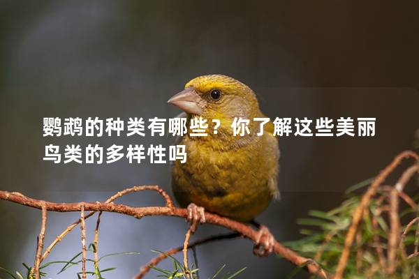 鹦鹉的种类有哪些？你了解这些美丽鸟类的多样性吗